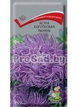 Астра коготковая Картейзер