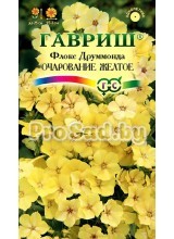 Флокс друммонда Очарование жёлтое