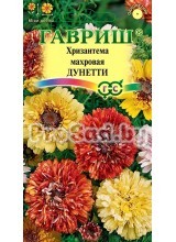 Хризантема махровая Дунетти