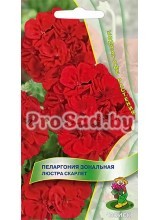 Пеларгония зональная Люстра скарлет