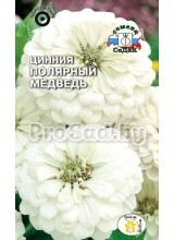 Цинния Полярный медведь