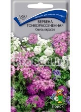 Вербена тонкорассечённая, смесь окрасок