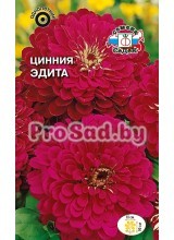 Цинния георгиновидная Эдита