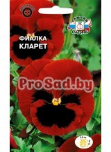 Фиалка Швейцарский гигант Кларет