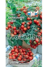 Томат Балконное чудо