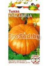 Тыква Красавица