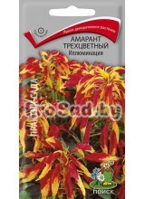 Амарант трёхцветный Иллюминация