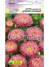 Астра Арлекин розовый