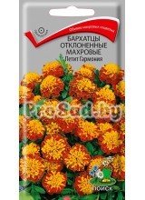 Бархатцы отклонённые махровые Петит Гармония