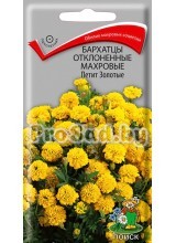 Бархатцы отклонённые махровые Петит золотые