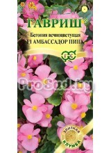 Бегония вечноцветущая Амбассадор пинк