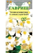 Бегония вечноцветущая Амбассадор вайт
