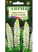Люпин Рассела Белое пламя