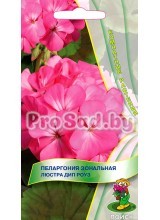 Пеларгония зональная Люстра дип роуз