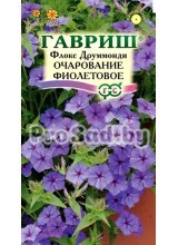Флокс друммонда Очарование фиолетовое