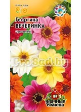 Георгина Вечеринка, смесь