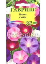 Ипомея Самба