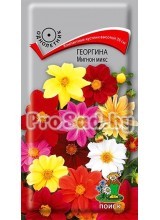 Георгина Мигнон микс, смесь