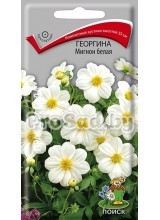 Георгина Мигнон белая