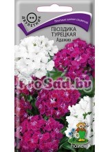 Гвоздика турецкая Адажио, смесь