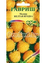Малина Жёлтая ягодка