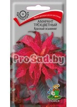 Амарант трёхцветный Красный осьминог