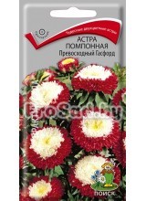 Астра помпонная Превосходный Гасфорд