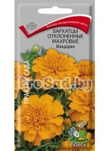 Бархатцы отклонённые махровые Мандарин