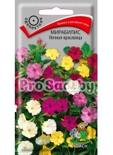 Мирабилис Ночная красавица
