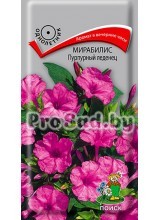 Мирабилис Пурпурный леденец
