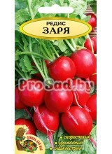 Редис Заря