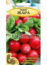 Редис Жара