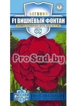 Бегония клубневая F1 Вишнёвый фонтан