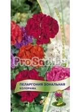 Пеларгония зональная Колорама