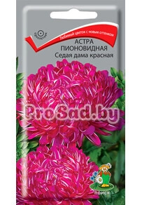 Астра пионовидная Седая дама Красная
