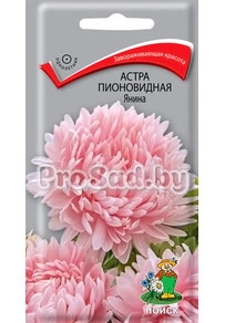 Астра Пионовидная Янина