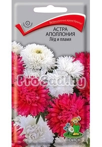 Астра Аполлония Лёд и Пламя