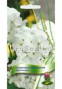 Пеларгония зональная Люстра вайт