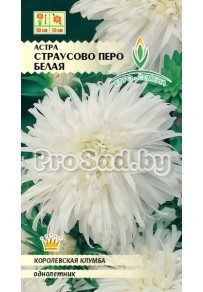 Астра Страусово перо Белая