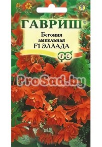 Бегония ампельная F1 Эллада