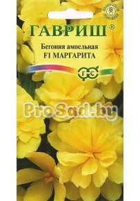 Бегония ампельная F1 Маргарита