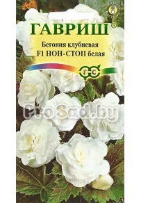 Бегония клубневая F1 Нон-Стоп белая