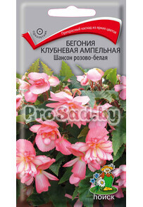 Бегония клубневая ампельная Шансон розово-белая