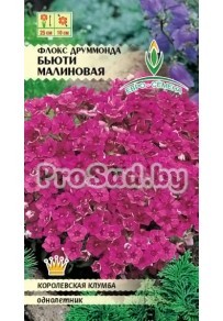 Флокс друммонда Бьюти малиновая