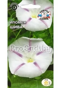 Ипомея Шива