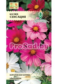 Космея Сенсация