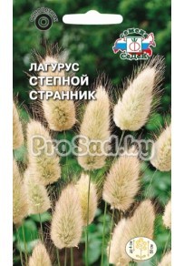 Лагурус (Зайцехвост) Степной странник
