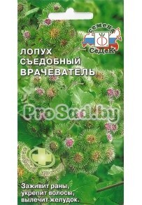 Лопух съедобный Врачеватель