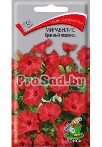 Мирабилис Красный леденец