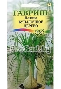 Нолина (Бокарнея) Бутылочное дерево